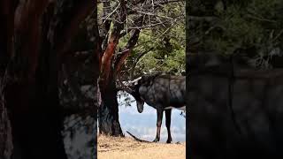 A PALANCA NEGRA GIGANTE animal nacional de Angola [upl. by Etireuqram664]