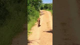 One of the frailest lions weve ever seen😓😓 wildlife reels shortvideo [upl. by Modesty]