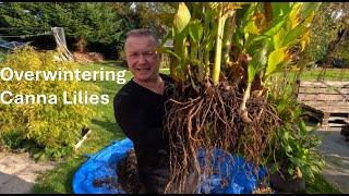 Preparing my Canna Lilies to go into the basement for the winter [upl. by Alesiram271]