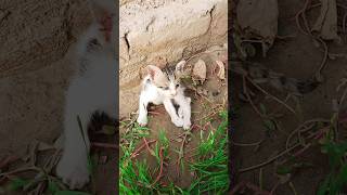 cat short video91 [upl. by Knowle]