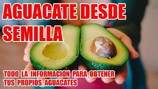 COMO GERMINAR Y OBTENER TUS PROPIOS AGUACATES DESDE SEMILLA [upl. by Nepsa758]