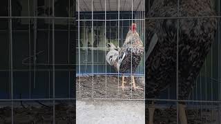 Gallo bulico abado ya sasi saliendo de pelecha [upl. by Bevvy]