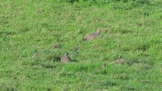 Grey Partridge Perdix perdix familygroup foraging  De Blikken Netherlands 26102024 [upl. by Gerg]