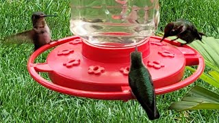 🐦LIVE😊 Happy Hummingbirds🐦 birdslover birdwatching birds live [upl. by Tillion430]