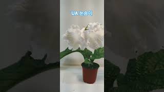 UA눈송이 스트렙토카르푸스 streptocarpus plants flowers [upl. by Asalocin]