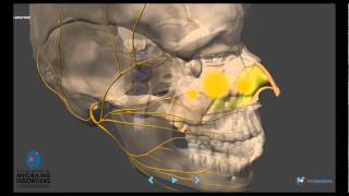 Migraine Pathophysiology  In depth [upl. by Nart]