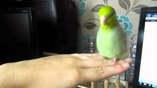 parrotlet talking dancing and giving lots of kisses [upl. by Fidel]