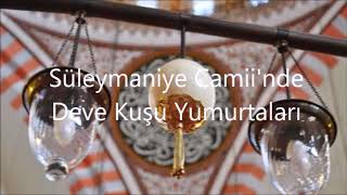 Süleymaniye Camiindeki Deve Kuşu Yumurtaları [upl. by Barrada]