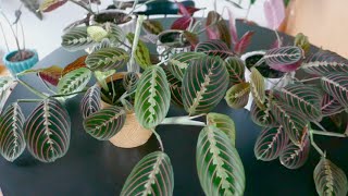 Maranta Leuconeura Prayer Plant Care and Propagation [upl. by Habeh]