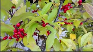 Removing a Coral berry shrub and replacing it with Winterberry Ilex verticillata [upl. by Brena]