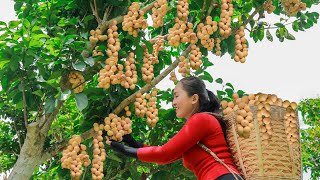 Harvesting Burmese Grape  go to market sell  2 Years Alone In The Forest  Vietnamese Harrvesting [upl. by Arries]