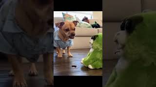 Part 8 24 Hours of HILARIOUS Pets Caught in Funny Situations [upl. by Horton600]