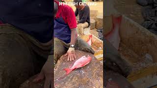 RED SNAPPER FISH 🐟 KASIMEDU SPEED SELVAM AMAZING FISH CUTTING SKILLS kasimedu [upl. by Leila]