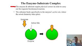 Biochemistry Lecture 8 [upl. by Dallas]