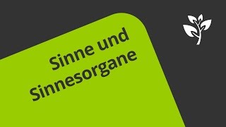 Sinnesorgane und Sinne beim Menschen  Biologie  Humanbiologie [upl. by Iralav]