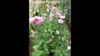 Eustoma flowers videos 🥰🌻🌻🌻🌻🌻🌻🌻🌻🌻🌻🌻🌻🌻🌺 [upl. by Elfie687]