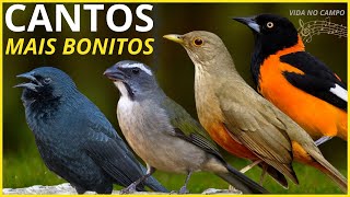 50 Cantos De Aves quotMAIS BONITOSquot Do BRASIL [upl. by Nela32]