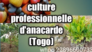 Culture professionnelle danacarde Togo [upl. by Adara968]