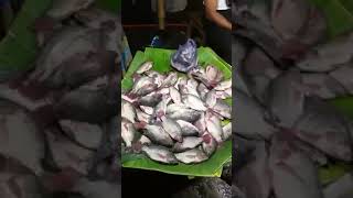 Tilapia fish Tilapiafish fish fishing fishingvideo fishcurry fishinglife fishfry [upl. by Hiller]