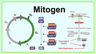 mitogen [upl. by Ernald352]