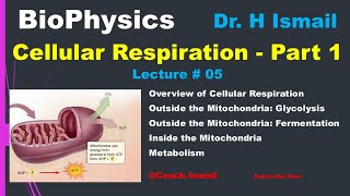 Cellular Respiration  Glycolysis  Citric Acid Cycle  Electron Transport Chain  NADH  Biophysics [upl. by Dorcus]