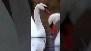 Swans – The Majestic Birds with Incredible Speed shorts animalsanimals swan facts [upl. by Relly]