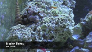 Bicolor Blenny Ecsenius bicolor [upl. by Thorner298]