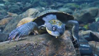 Bellinger River snapping turtle [upl. by Nalym]