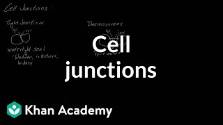 Cell Junctions  Cells  MCAT  Khan Academy [upl. by Ynabla768]