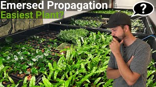 How To Propagate The EASIEST Aquarium Plant Emersed FAST [upl. by Demeyer]