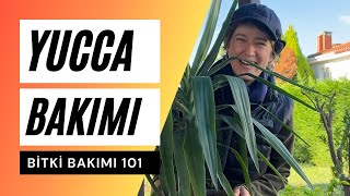 Yucca Bakımı Nasıl Olmalı  Avize Çiçeği Bakımı 🪴 [upl. by Otrebmal]