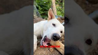 Dog try to chew bone dog doglover lovelydogs smart pets mypet shorts love shortsfeed cute [upl. by Solokin]