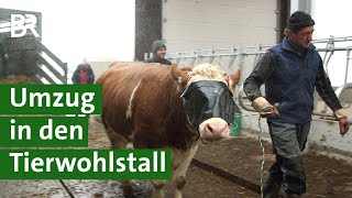 Mehr Tierwohl für Kühe Umzug von der Anbindehaltung in den Kompostierungsstall  Unser Land  BR [upl. by Kandy]