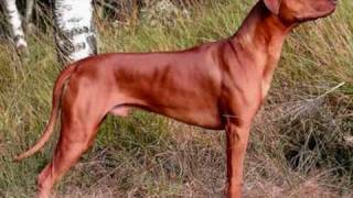 Rhodesian Ridgeback  FR Barnes amp Van Rooyen [upl. by Asselim]