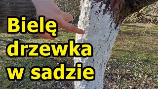 Bielenie drzew owocowych Jak ja to robię [upl. by Aicil]