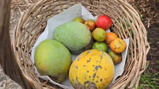 Harvest today Mango Siguela atbp [upl. by Felicdad147]