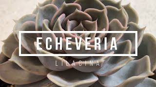 Echeveria Lilacina [upl. by Morice]