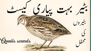 Batair ki awaz batair ki awaz vol 96  quail sound [upl. by Htebi]