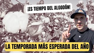 ¡Defoliación de Algodón Preparándonos para la Gran Cosecha  Sorteo de Gorras AgroMenón Exclusivas [upl. by Ahsratal701]