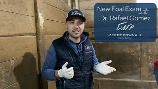 What to Expect at a New Foal Exam with Dr Rafael Gomez [upl. by Arretal]