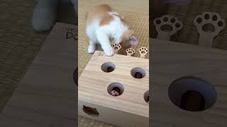 Cute cat game 🎮🐈🐈😆😆 shots funny [upl. by Baras]