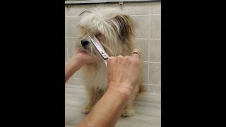 Dog grooming without restraints multiple demos [upl. by Brittnee650]