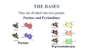 SJCTNC Dr K SHAGIRTHA19ABC303ALLIED BIOCHEMISTRYUNIT VSTRUCTURE amp FUNCTIONS OF DNA [upl. by Yerffe261]