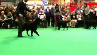 CRUFTS17  flatcoated retrievers  open class dogs [upl. by Dela18]