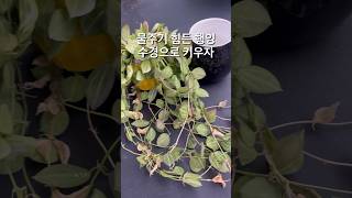 햇살 좋은곳에 두었더니 금방 말라 매일 물 줘야하는데…🤔 디시디아 멜론 Dischidia ovata Watermelon Dischidia [upl. by Nielson]