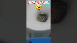 Surprise in toilet 🤣🤣 reptiles lizard pets [upl. by Kinghorn]