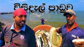 විසිදැල් පාඩුව  Cast net fishing  wishwatiyubaya 😲👣🐟 [upl. by Cuda]