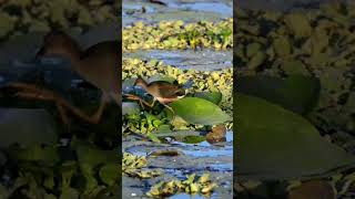 Purple Gallinule family dinner florida wildlife nature birds [upl. by Yerggoeg]