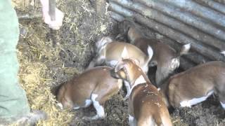 Severn Valley Ratters Ratting with Plummer Terriers Part 1 [upl. by Iona]