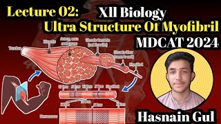 Ultra Structure Of MyofibrilStructure of MuscleLecture 02Urdu amp Hindi [upl. by Lavern]